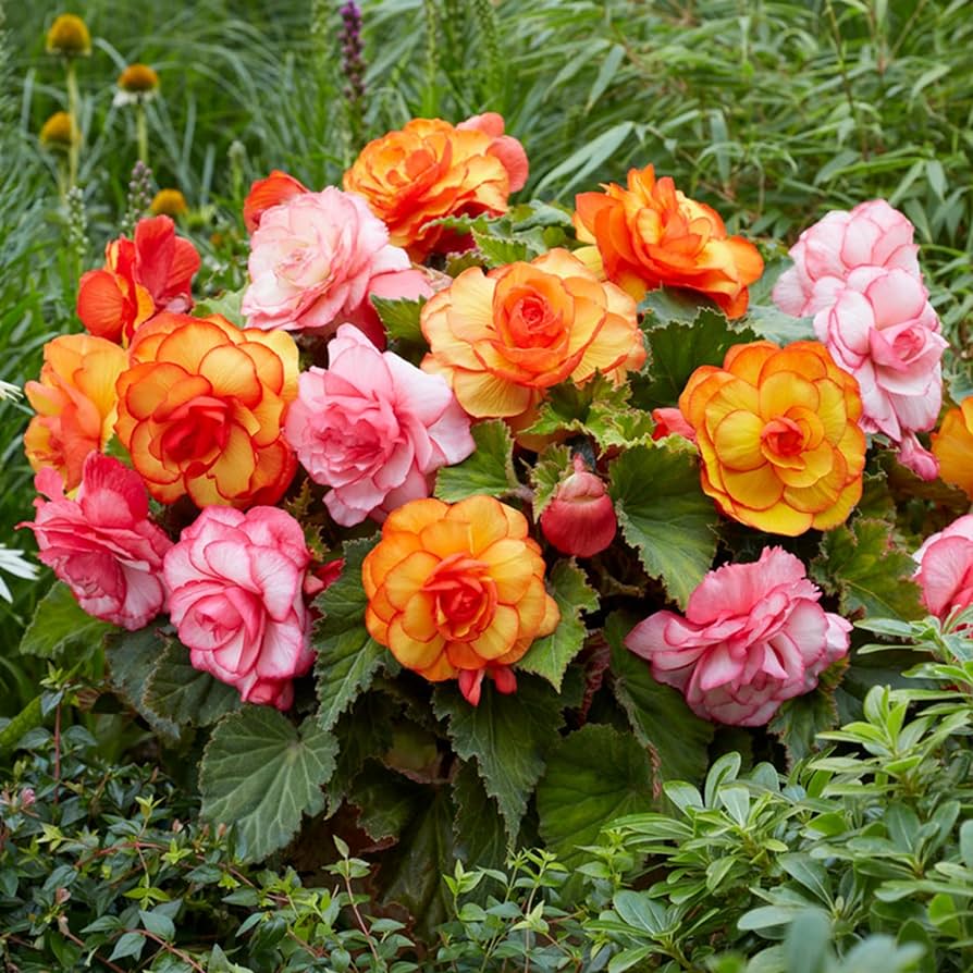 Tuberous Begonias Flower seeds for Planting Long Bloom Season Heirloom & GMO Free Seeds for Home Garden 
 
 Sale