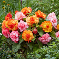 Tuberous Begonias Flower seeds for Planting Long Bloom Season Heirloom & GMO Free Seeds for Home Garden 
 
 Sale