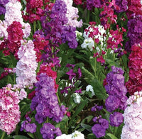 Lila Abend Stock Seeds for Planting flower bed