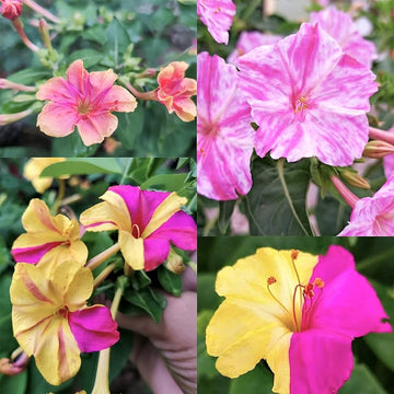 Mixed Mirabilis Flower Seeds for Planting Cut Flower Favorite Heirloom & GMO Free Seeds for Home Garden
 
 Sale