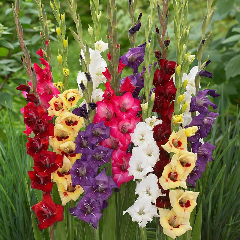 Multi Gladiolus Flower Seeds Flower seeds for Planting Fragrant Blossoms Heirloom & GMO Free Seeds for Home Garden