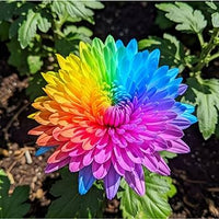 Chrysanthemum Rainbow Flower seeds for Planting - Perfect for Borders, Heirloom & GMO Free Seeds for Home Garden