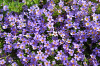 Bacopa Blutopia Flower Seeds for Planting