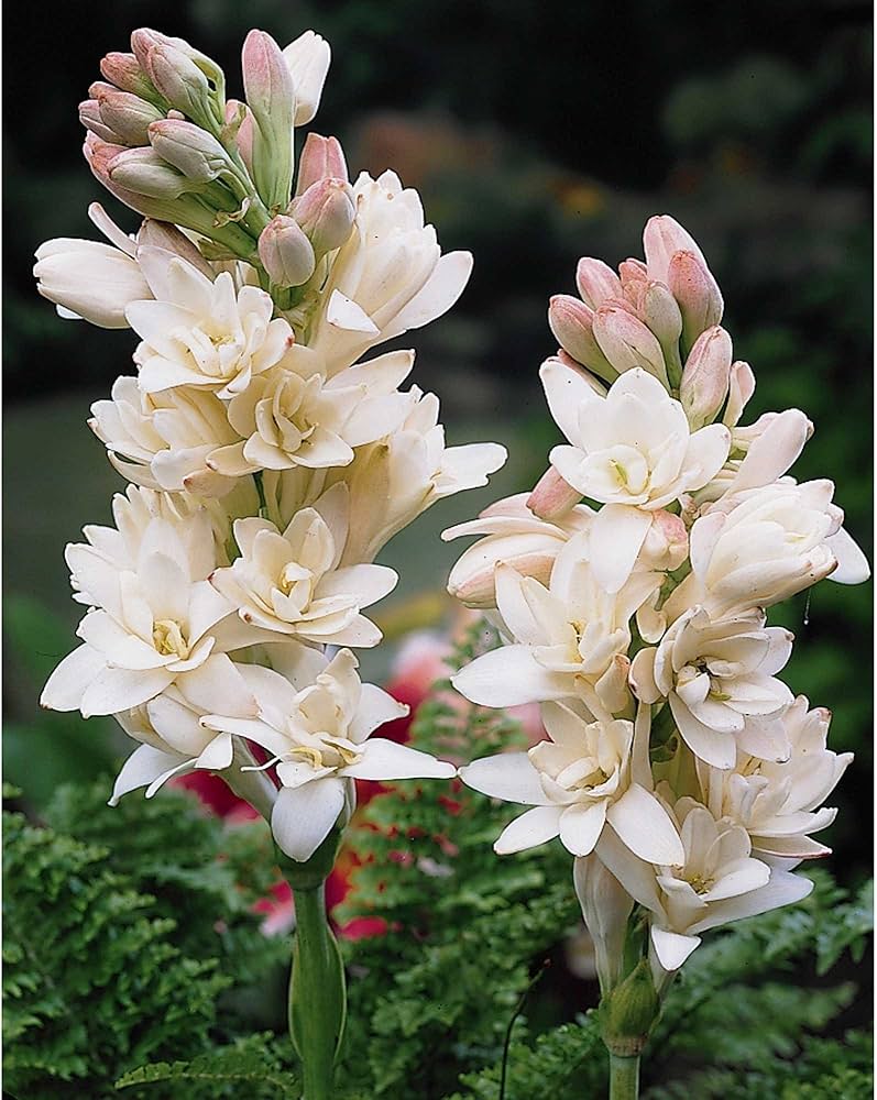 Asperata Flower seeds for Planting - Hardy Variety, Heirloom & GMO Free Seeds for Home Garden