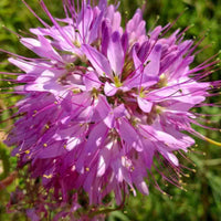 Pink Hatiora Rosea Flower seeds for Planting - Pollinator Friendly, Heirloom & GMO Free Seeds for Home Garden