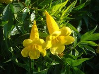 Yellow Madia Flower seeds for Planting - Shade Tolerant, Heirloom & GMO Free Seeds for Home Garden
 
 Sale seeds for planting in home garden