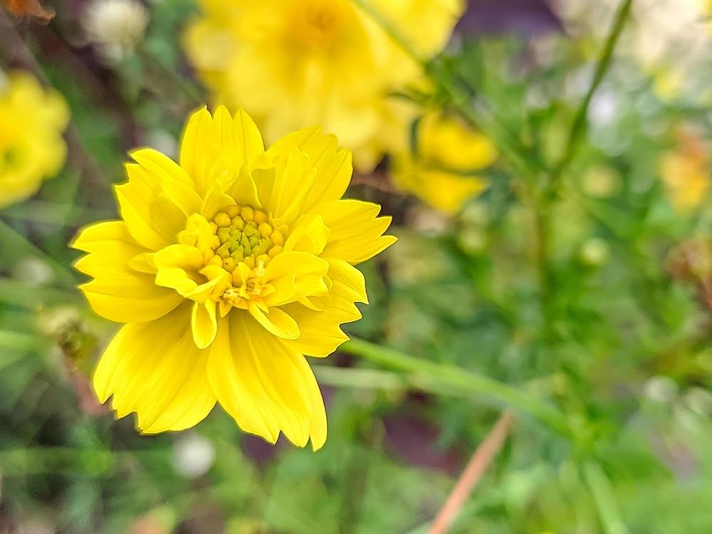 Cosmos Yellow Sunshine Seeds for Planting flower bed