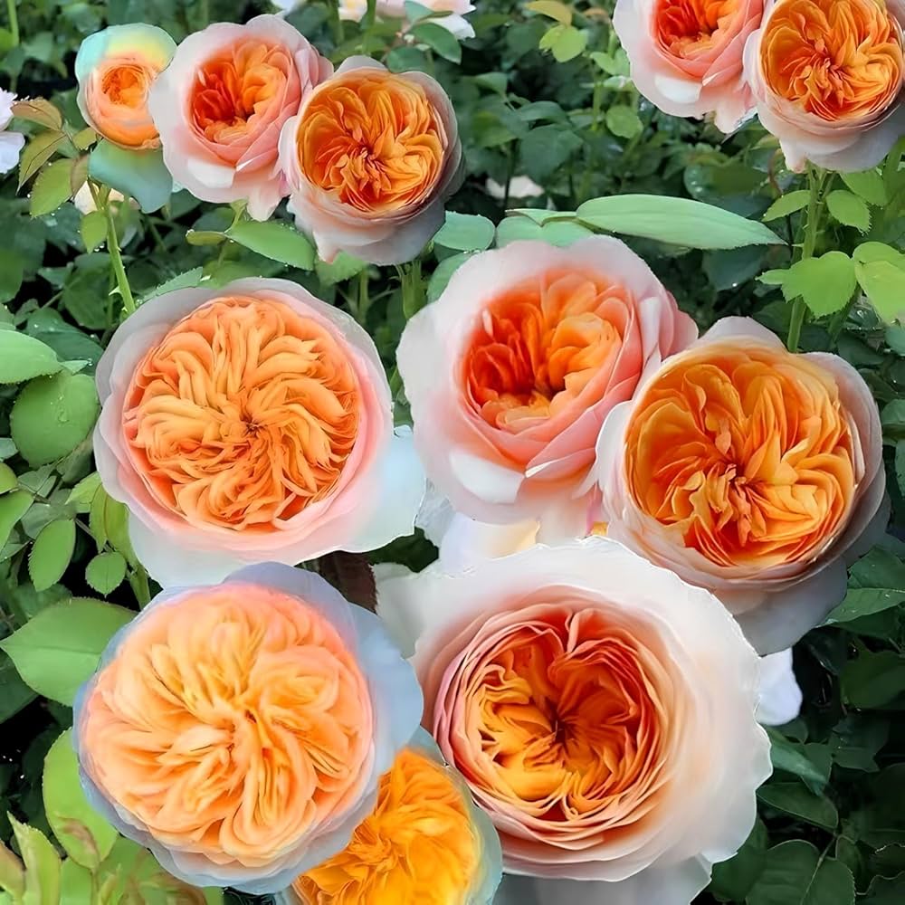 Juliet Flower seeds for Planting - Fragrant Blossoms, Heirloom & GMO Free Seeds for Home Garden
