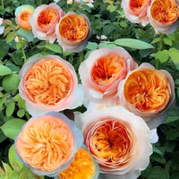 Juliet Flower seeds for Planting - Fragrant Blossoms, Heirloom & GMO Free Seeds for Home Garden