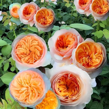 Juliet Flower seeds for Planting - Fragrant Blossoms, Heirloom & GMO Free Seeds for Home Garden