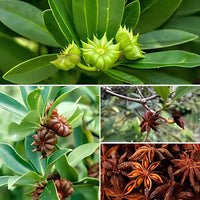 Star Anise Seeds for Planting - Grow Your Own Star Anise Flower