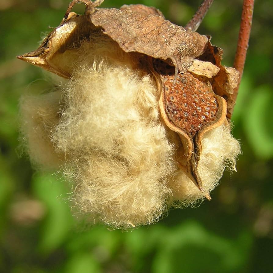Shades of Brown Flower Seeds – Unique Garden Color Mix