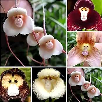 Nema Italian Orchis Monkey Flower Seeds Lavender for Planting Garden Favorite Heirloom & GMO Free Seeds for Home Garden  Sale