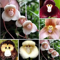 Nema Italian Orchis Monkey Flower Seeds Lavender for Planting Garden Favorite Heirloom & GMO Free Seeds for Home Garden  Sale