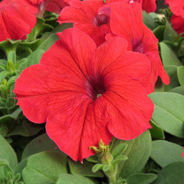 Orange Red Petunia Flower Seeds for Planting Vibrant Garden Blooms Heirloom & GMO Free Seeds for Home Garden 
 
 Sale