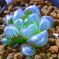 Haworthia Cooperi Flower seeds for Planting - Compact Growth, Heirloom & GMO Free Seeds for Home Garden