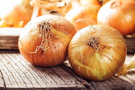 Onion Allium cepa for planting in vegetable patch