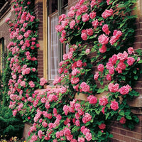 Climbing Rose Seeds for Elegant Climbing Rose Vines