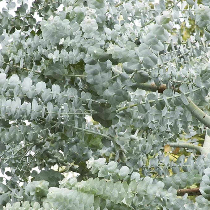 White (White Perennial) seeds for planting in home garden