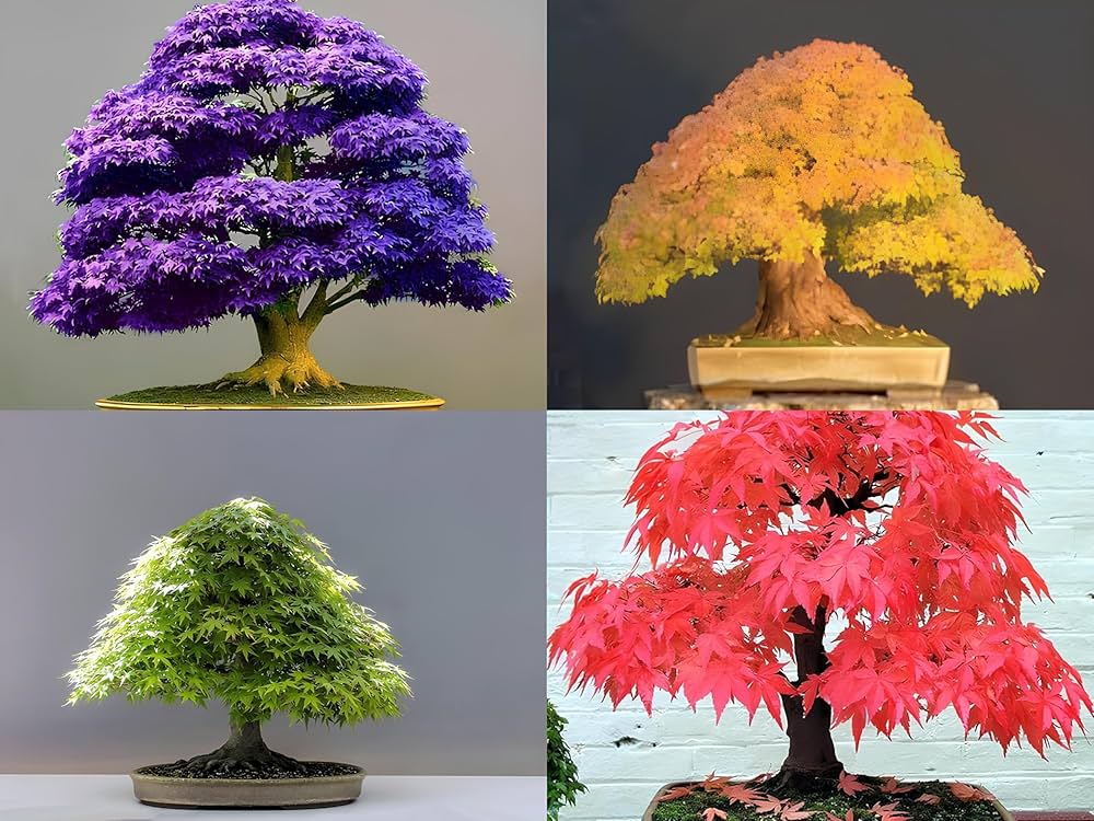 Maple Bonsai Tree Seeds for Planting  Multi-Colored
