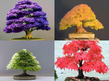 Maple Bonsai Tree Seeds for Planting  Multi-Colored
