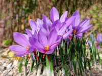 Deep Purple Crocus Flower seeds for Planting Easy to Grow Heirloom & GMO Free Seeds for Home Garden