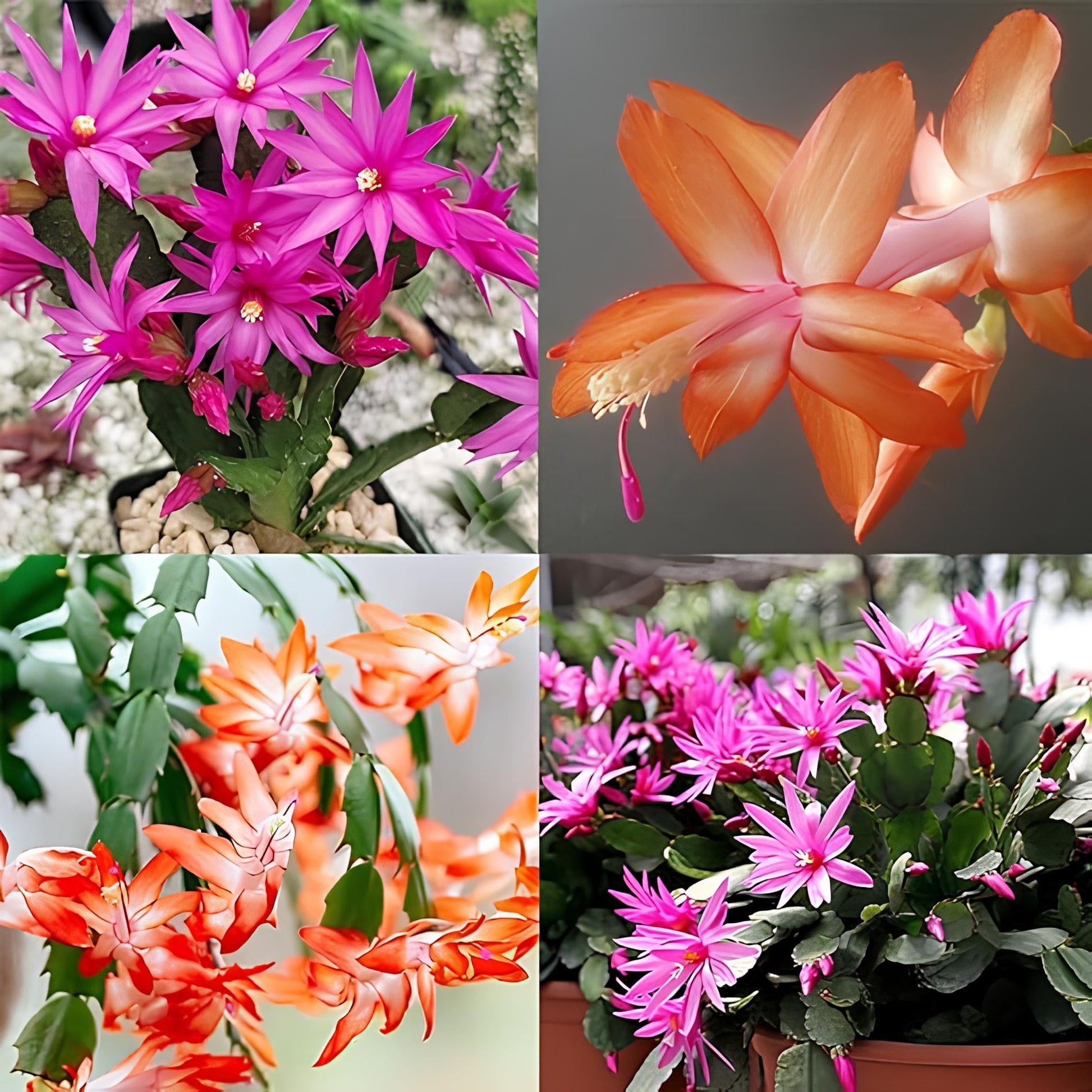 Zygocactus Schlumbergera Flower seeds for Planting Garden Favorite Heirloom & GMO Free Seeds for Home Garden 
 
 Sale