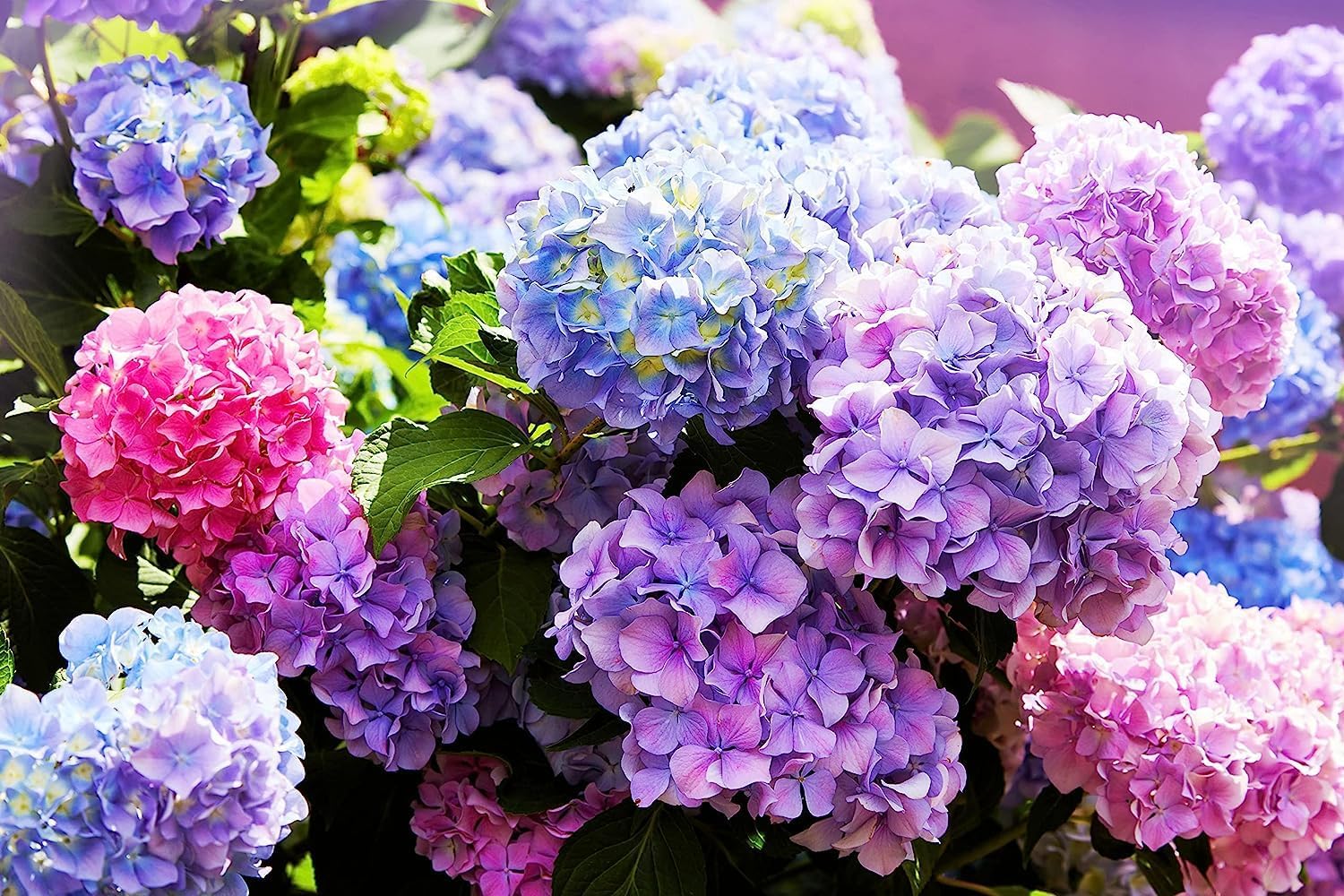 Hydrangea Flower seeds for Planting - Garden Favorite, Heirloom & GMO Free Seeds for Home Garden
