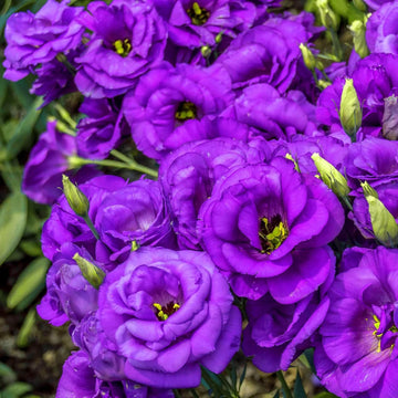 Purple Echo Lisianthus Flower seeds for Planting Long Bloom Season Heirloom & GMO Free Seeds for Home Garden