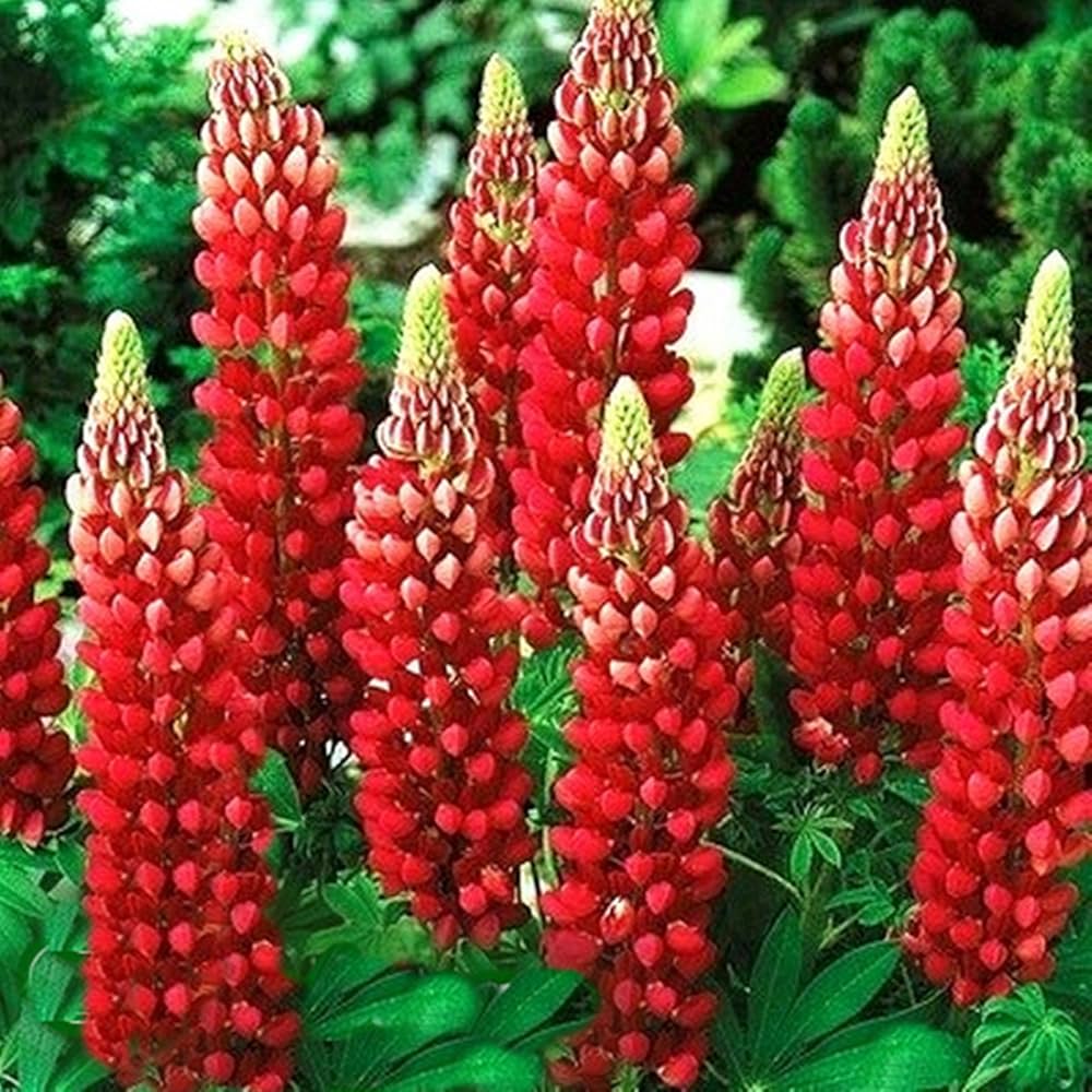 Planting Red Lupine Seeds  Vibrant Flower Seeds