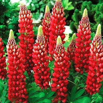 Planting Red Lupine Seeds  Vibrant Flower Seeds