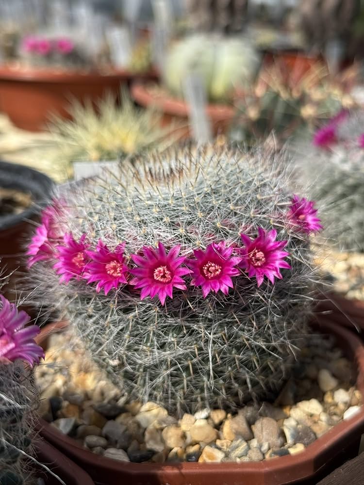 Mammillaria Flower seeds for Planting - Easy to Grow, Heirloom & GMO Free Seeds for Home Garden