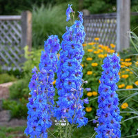 Butterfly Mix Delphinium Flower Seeds for Planting