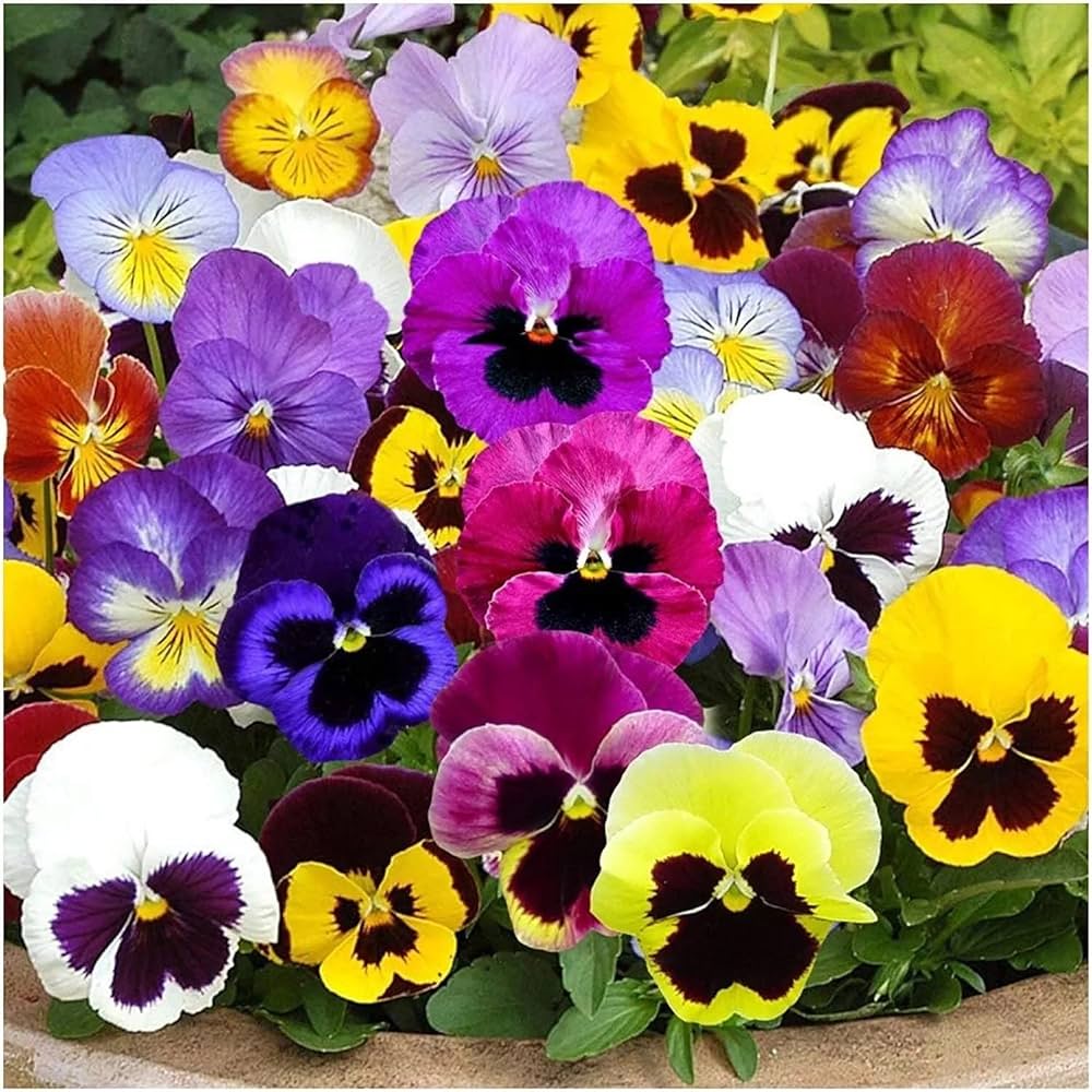 Blue and Yellow Pansy Seeds for Planting Collection