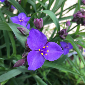 Blue Tradescantia Flower seeds for Planting - Long Bloom Season, Heirloom & GMO Free Seeds for Home Garden