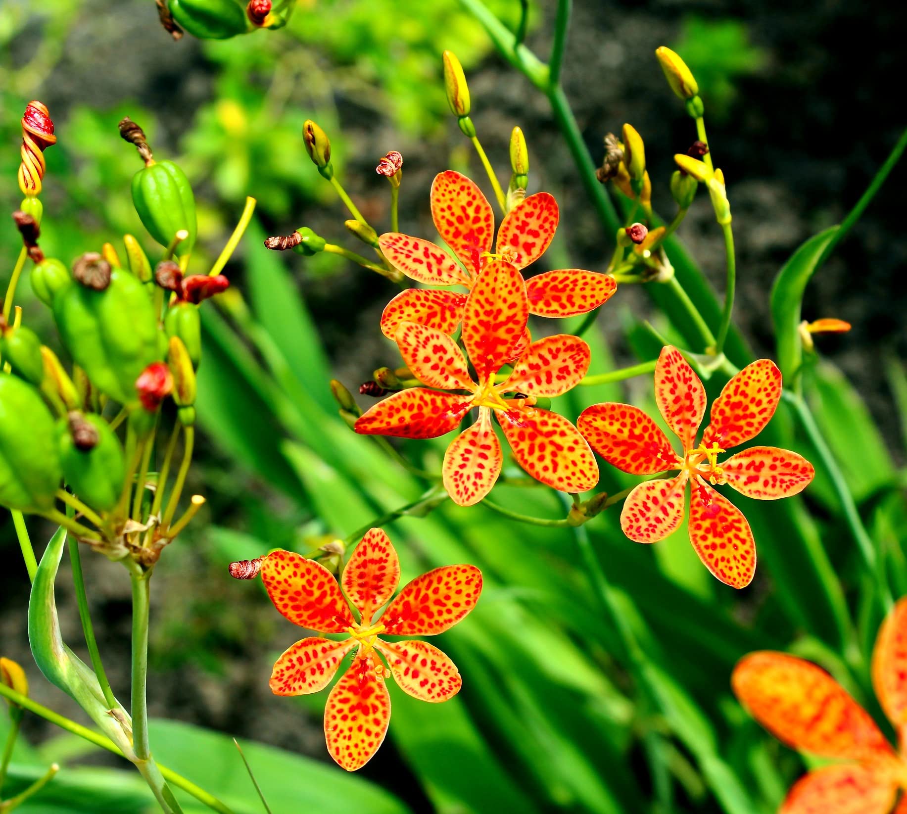 Pardancanda Flower seeds for Planting Low Maintenance Heirloom & GMO Free Seeds for Home Garden