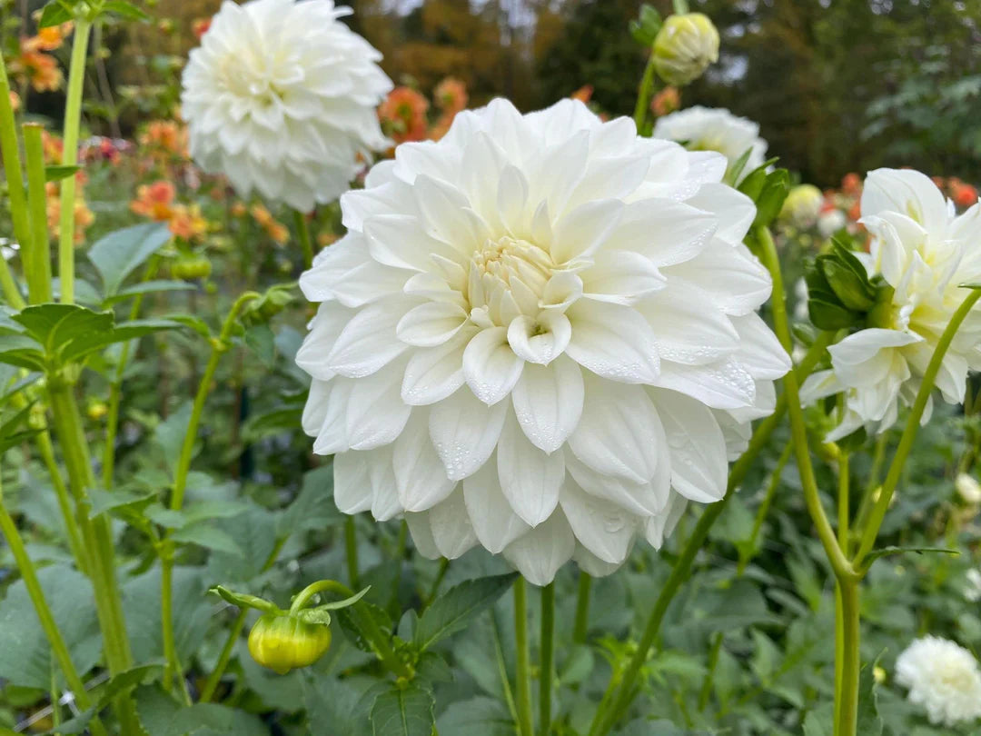 White Dahlias Flower seeds for Planting Perfect for Borders Heirloom & GMO Free Seeds for Home Garden
 
 Sale