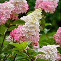 White Pink Hydrangea Seeds Flower seeds for Planting - Sun Loving, Heirloom & GMO Free Seeds for Home Garden