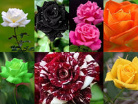 Mixed Colour Home Garden Rose Flower Seeds for Planting Fragrant Blossoms Heirloom & GMO Free Seeds for Home Garden
 
 Sale