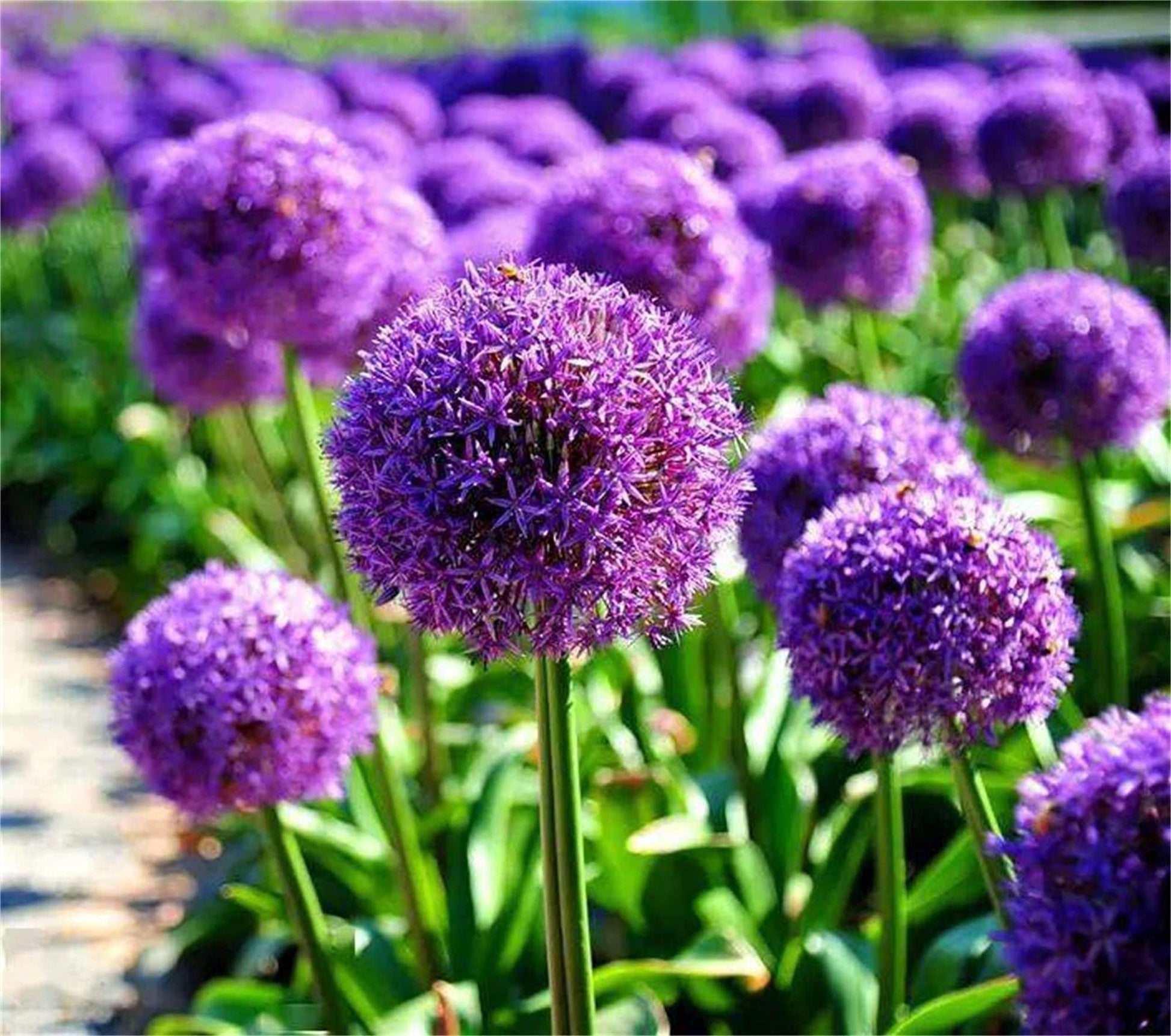 Giant Allium Giganteum Seeds for Planting home garden flower bed