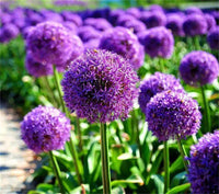 Giant Allium Giganteum Seeds for Planting home garden flower bed