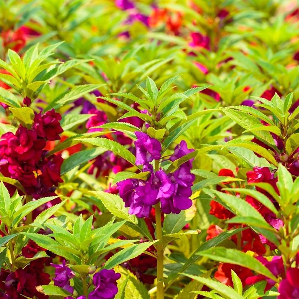Purple Balsam Flower Seeds Vibrant Colors Heirloom & GMO Free Seeds for Home Garden
 
 Sale