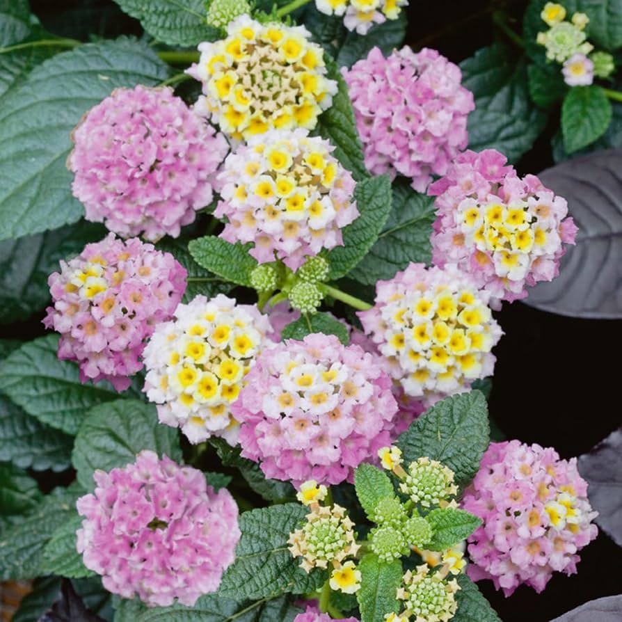 Wandelröschen Flower seeds for Planting - Bright Blooms, Heirloom & GMO Free Seeds for Home Garden