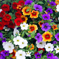 Calibrachoa Flower Seeds for Planting Calibrachoa Parviflora hanging basket flower bed