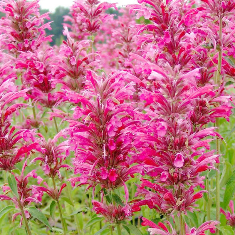 Agastache Cana Flower Seeds - Unique Ground Cover for Exotic Blooms