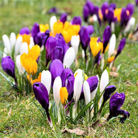 Mixed Colors Crocus Flower seeds for Planting - Shade Tolerant, Heirloom & GMO Free Seeds for Home Garden