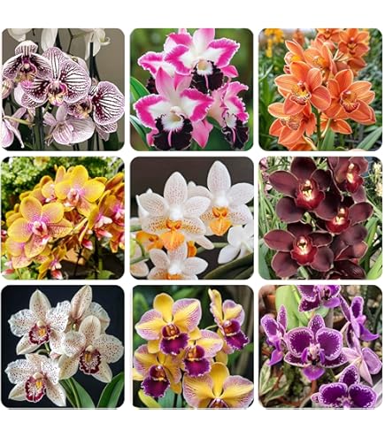 Mixed Cymbidium Maxillaria Goeringii Seeds for Planting Compact Growth Heirloom & GMO Free Seeds for Home Garden
 
 Sale