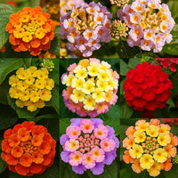 Lantana Flower seeds for Planting Easy to Grow Heirloom & GMO Free Seeds for Home Garden 
 
 Sale