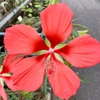 Red Giant Texas Star Hibiscus Seeds for Planting home garden flower bed