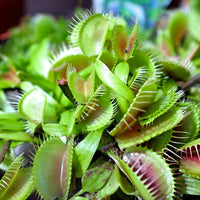 Venus Flower seeds for Planting Premium Quality Heirloom & GMO Free Seeds for Home Garden 
 
 Sale